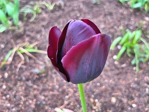 Tulip in garden Stock Photos