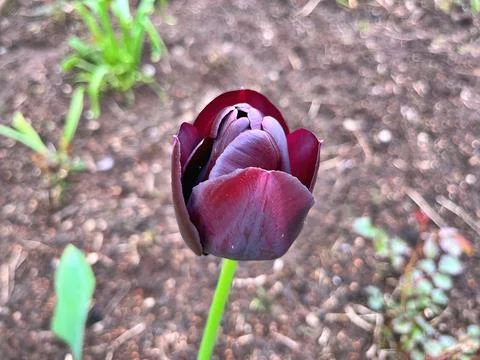 Tulip in garden Stock Photos