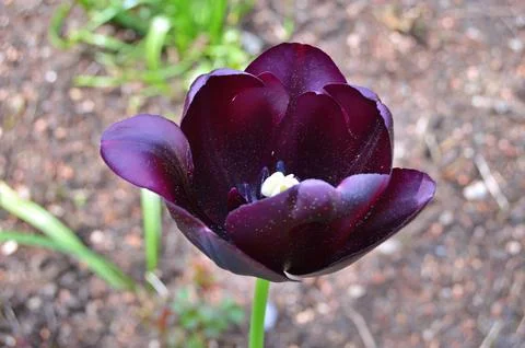 Tulip in garden Stock Photos