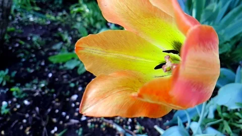 Tulip in the garden slow motion Stock Footage 89456448