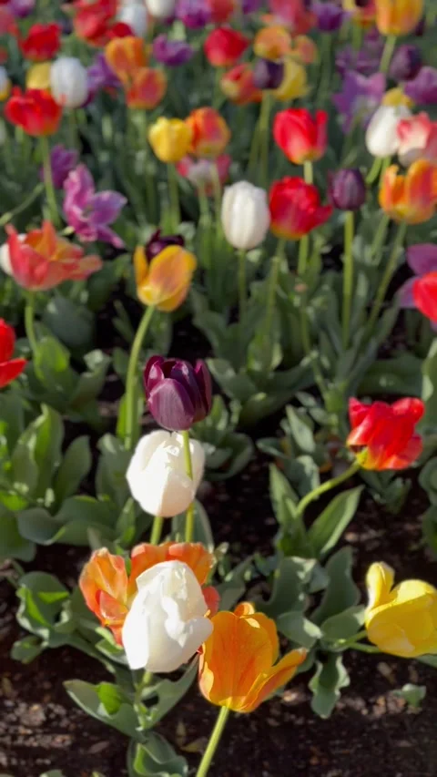 Tulip Garden Spring Bloom Stock Footage 276967787