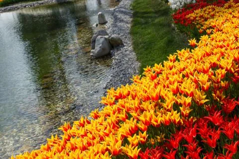 Tulip garden in spring 스톡 사진