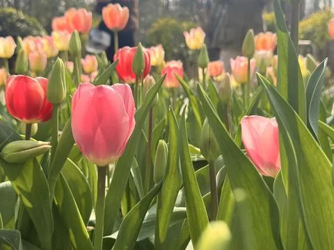 Tulip Garden in Spring Stock Photos