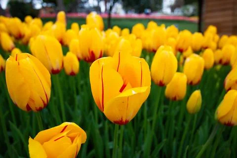 Tulip garden with yellow pattern. Stock-Fotos