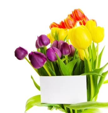 Tulip gift Foto stock