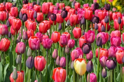 Tulip glory Stock Photos