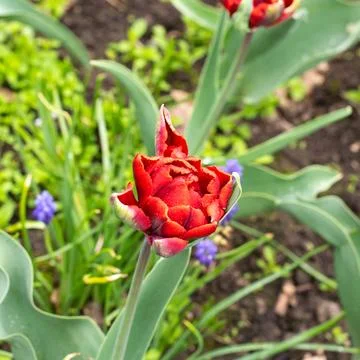 Tulip of a grade of "Rococo" a close up Stock Photos