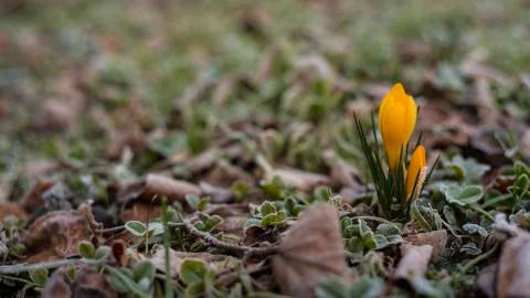 Tulip in the Grass Stock Photos