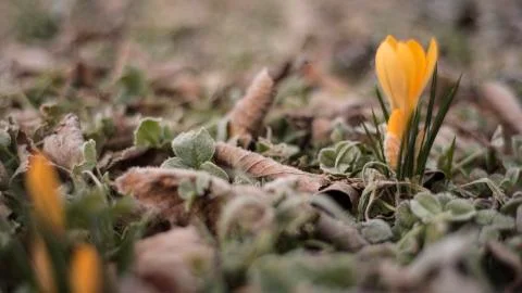 Tulip in the Grass Stock Photos