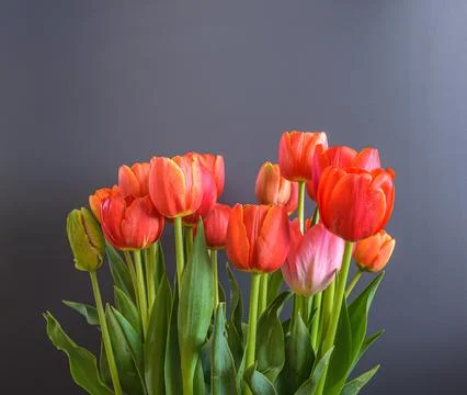 Tulip on the gray background Stock Photos