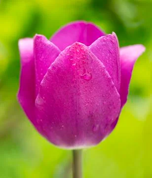 Tulip  on a green background . Stock Photos