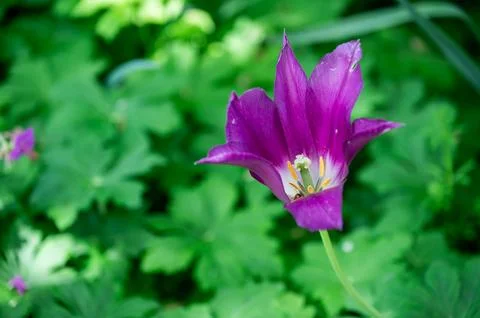 The tulip in the green Stock Photos