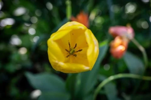 The tulip in the green Stock Photos
