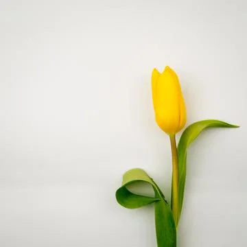 Tulip on a grey background Foto stock