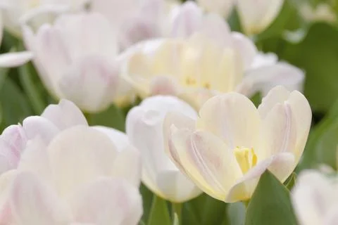 A tulip growing in a field full of yellow tulips Stock Photos
