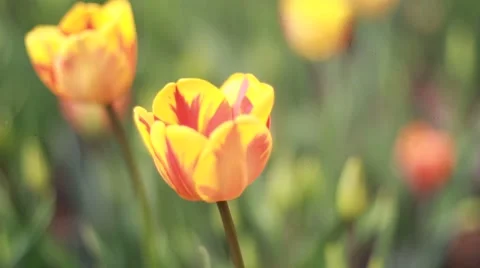Tulip growing  in garden  Stock Footage 49734811