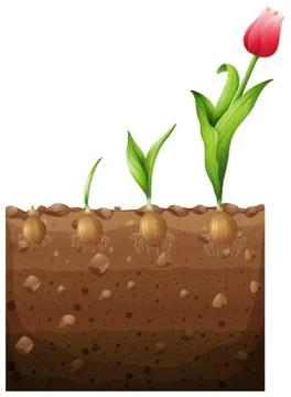 Tulip growing from underground Stock Illustration