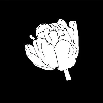 Tulip. Hand drawn spring flowers line art. Isolated on black background. Stock Illustration