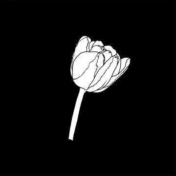 Tulip. Hand drawn spring flowers line art. Isolated on black background. Stock Illustration