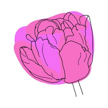 Tulip. Hand drawn spring flowers line art. Isolated on white background. Stock Illustration