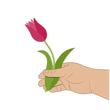 Tulip in the hand of a man vector isolated illustration, clipart Stock Illustration