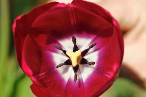 Tulip head Stock Photos
