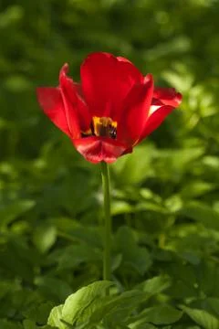 Tulip head Stock Photos
