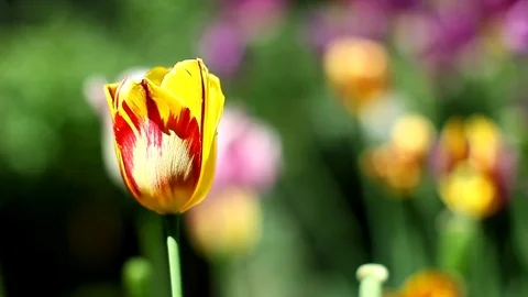 Tulip in the home garden Stock Footage 75609688
