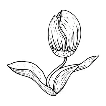 Tulip icon. Stock Illustration