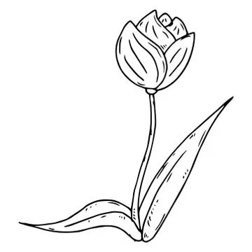 Tulip icon. Vector illustration of spring tulip flower. Hand drawn spring tul Stock Illustration