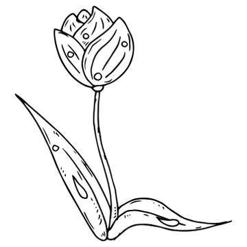 Tulip icon. Vector illustration of spring tulip flower. Hand drawn spring tul Stock Illustration