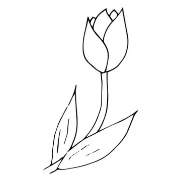 Tulip icon. Vector illustration of spring tulip flower. Hand drawn spring tul Stock Illustration