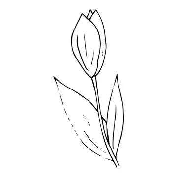 Tulip icon. Vector illustration of spring tulip flower. Hand drawn spring tul Stock Illustration