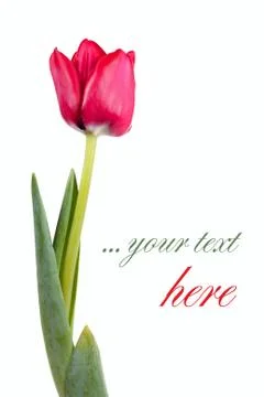 Tulip Stock Illustration