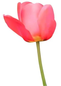 Tulip Stock Illustration