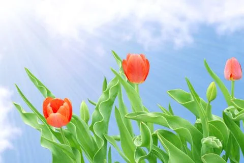 Tulip Stock Illustration
