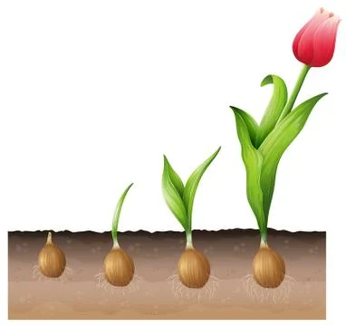 Tulip Ilustração Stock