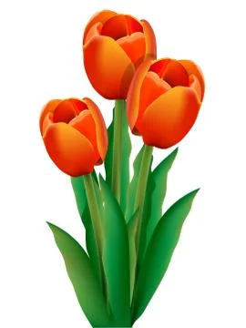 Tulip Stock Illustration