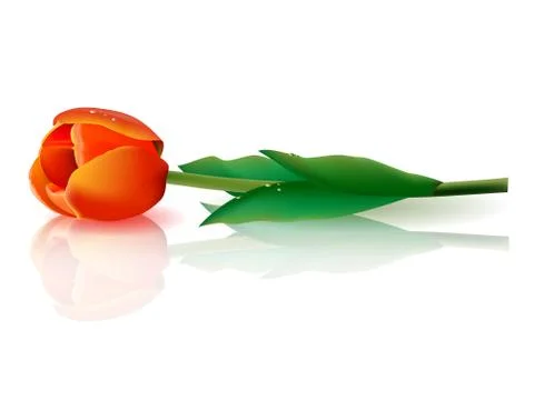 Tulip Illustrazione stock