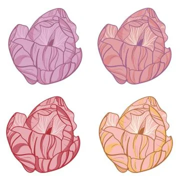 Tulip Stock Illustration