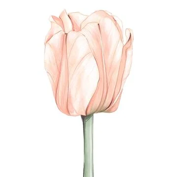 Tulip Ilustración de archivo