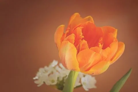 Tulip Stock-Illustration
