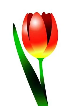 Tulip illustration Stock Illustration