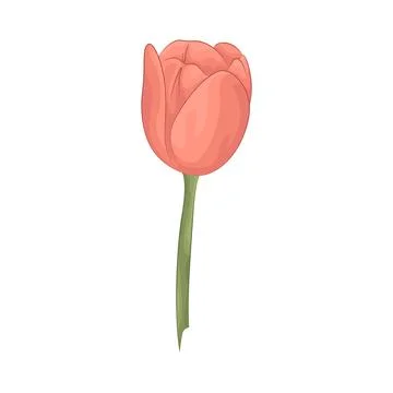 Tulip Illustration Illustrazione stock