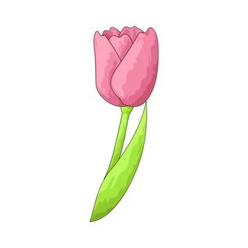 Tulip illustration Illustrazione stock