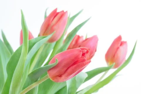Tulip on an indistinct background Stock Photos