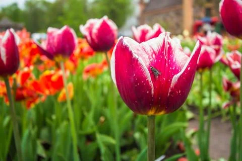 Tulip with insect Stock Photos