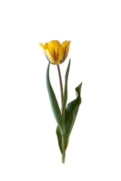 Tulip on isolated background. Stock Photos