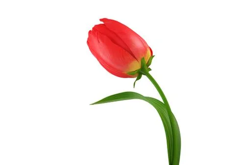 Tulip isolated hq render (3d isolated on white background objects series) Stock Illustration