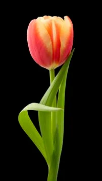 Tulip isolated Stock Photos